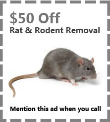 Rat Removal Coupon