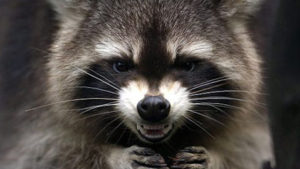 raccoons in florida