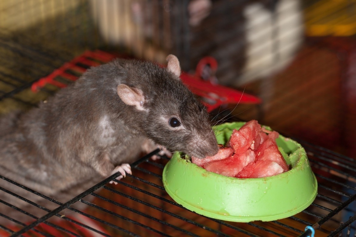 How and Where to Find Signs of Infestation by Fruit Rats in Your Home